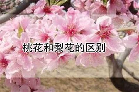 桃花查法|八字中桃花如何查询